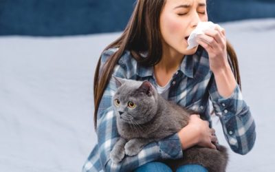 Alergija na mačke – kako živeti sa njom?